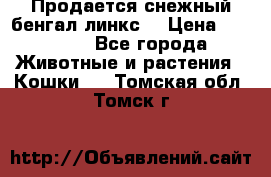 Продается снежный бенгал(линкс) › Цена ­ 25 000 - Все города Животные и растения » Кошки   . Томская обл.,Томск г.